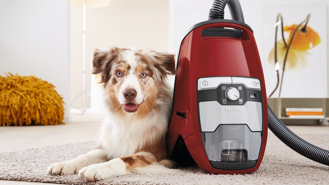 Miele Blizzard CX1 Cat & Dog - Autumn Red