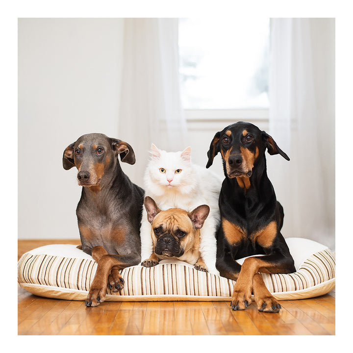 essentia Kingston Pet Bed - Medium